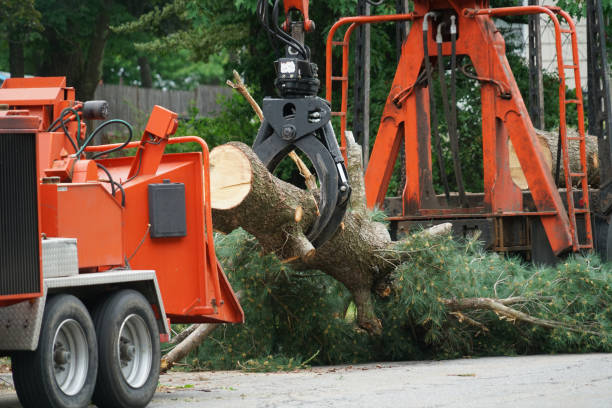 Best Affordable Tree Service  in Mount Hermon, VA